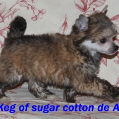 Keg of sugar cotton de Almamasan