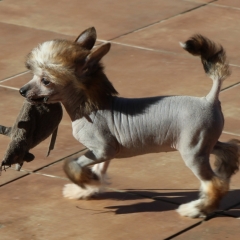 Hippy puppy de Almamasan